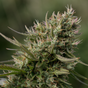THC & CBD